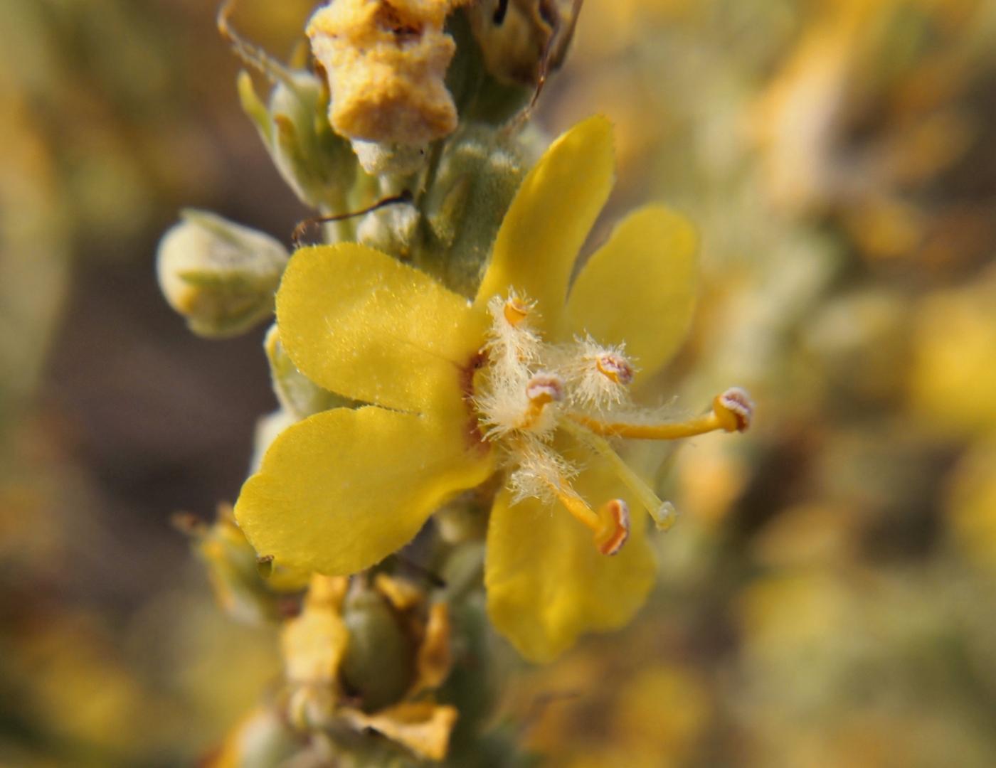 Mullein, White flower